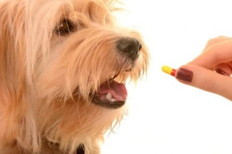 farmacia battisti torrice