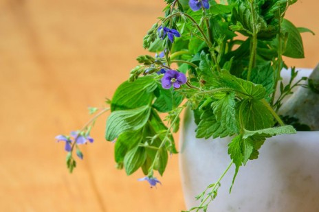 farmacia battisti torrice